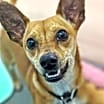Thumbnail photo of Prancer #3