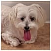 Thumbnail photo of Snowball #1