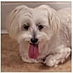 Thumbnail photo of Snowball #2