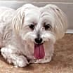Thumbnail photo of Snowball #3