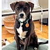 Thumbnail photo of Oso Local #1