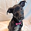 Thumbnail photo of Girlie #1