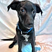 Thumbnail photo of Bluey #1