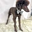 Thumbnail photo of Cooley #3