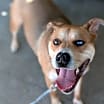 Thumbnail photo of Bruin (Special Paws) #2