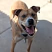 Thumbnail photo of Bruin (Special Paws) #3