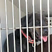 Thumbnail photo of MORGAN #2