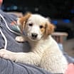 Thumbnail photo of Halo #1