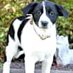 Thumbnail photo of PUPPY MIMI #1