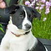 Thumbnail photo of PUPPY MIMI #3