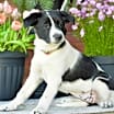 Thumbnail photo of PUPPY MIMI #4