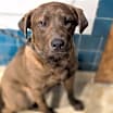 Thumbnail photo of Hershey #1