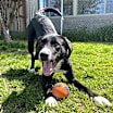 Thumbnail photo of JuneBug #1