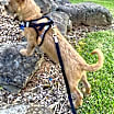 Thumbnail photo of Minnow #2