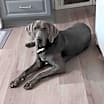 Thumbnail photo of Ronan #2