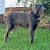 Thumbnail photo of Ronan #3
