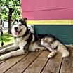 Thumbnail photo of Oso #1