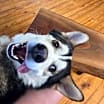 Thumbnail photo of Oso #3
