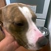 Thumbnail photo of Stellah #2