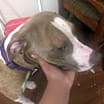 Thumbnail photo of Stellah #3