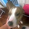 Thumbnail photo of Stellah #4