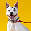 Thumbnail photo of Bella #1