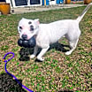 Thumbnail photo of Bella #3