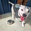 Thumbnail photo of Bella #4