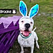 Thumbnail photo of Brooke #3