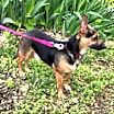 Thumbnail photo of Littlefoot #4