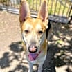 Thumbnail photo of Bootsy #2