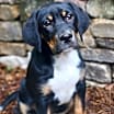 Thumbnail photo of Tippy #1