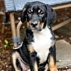 Thumbnail photo of Tippy #2