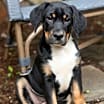 Thumbnail photo of Tippy #4