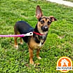 Thumbnail photo of Littlefoot #2