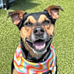 Thumbnail photo of Ryder #1