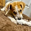 Thumbnail photo of Baylor #2