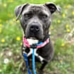 Thumbnail photo of Meeko #1