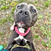 Thumbnail photo of Meeko #2