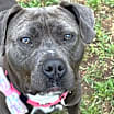 Thumbnail photo of Meeko #4