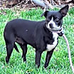 Thumbnail photo of Heihei #1