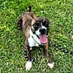 Thumbnail photo of Nova #2