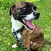 Thumbnail photo of Nova #3