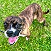 Thumbnail photo of Nova #4