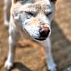 Thumbnail photo of Yangpa #4