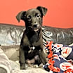 Thumbnail photo of Hunter #1