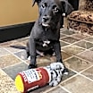 Thumbnail photo of Hunter #2