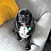 Thumbnail photo of Buddy #1