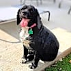 Thumbnail photo of Buddy #2
