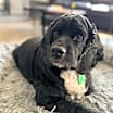 Thumbnail photo of Buddy #3